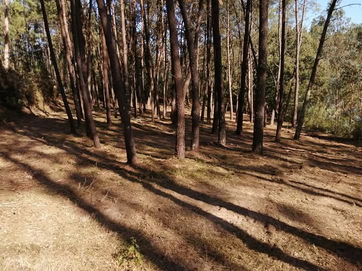 Trabalho de limpeza agricola concluida em Leiria