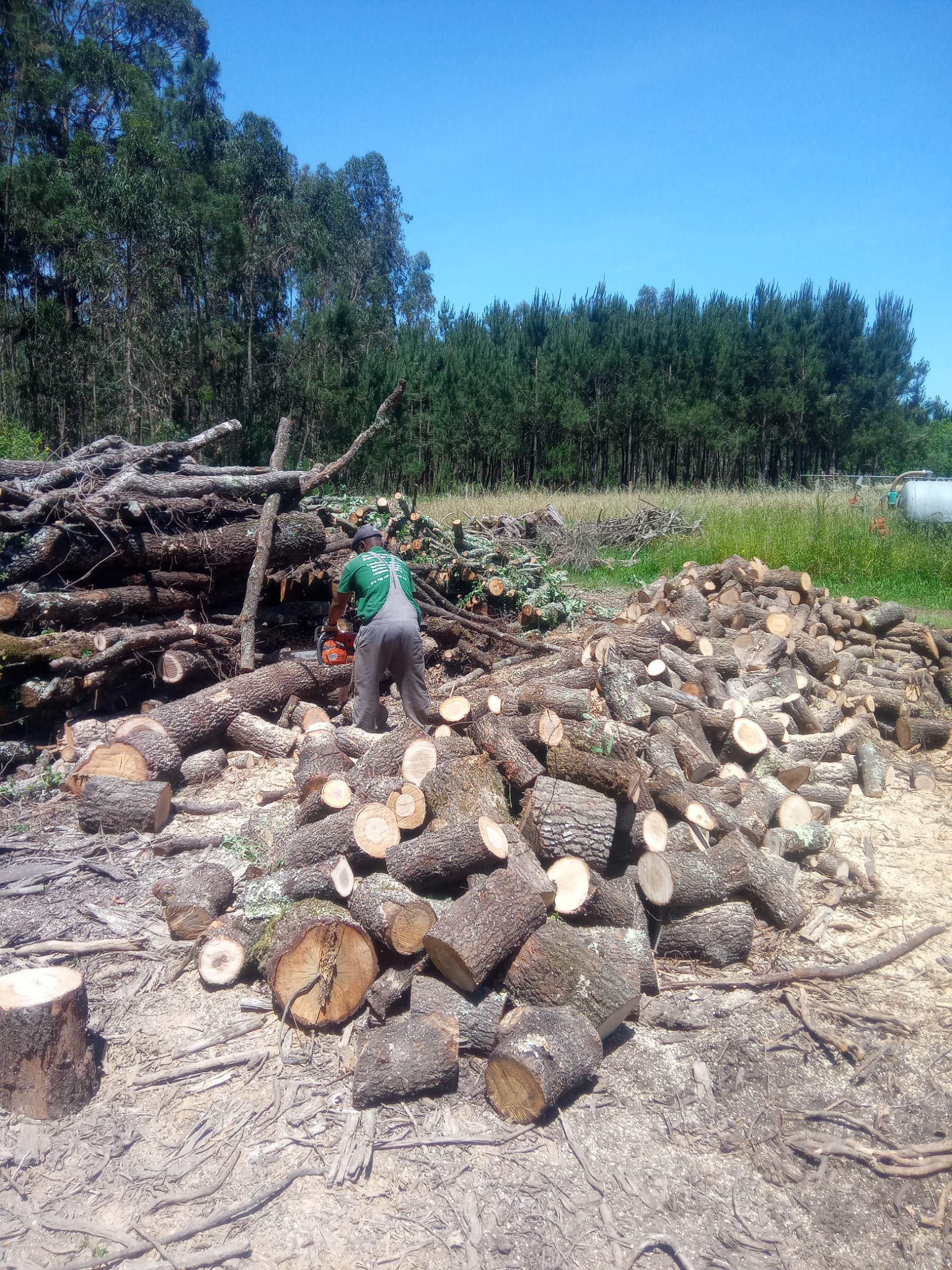 Lenha seca pronta para fogueiras e churrascos, disponível na região de Leiria.