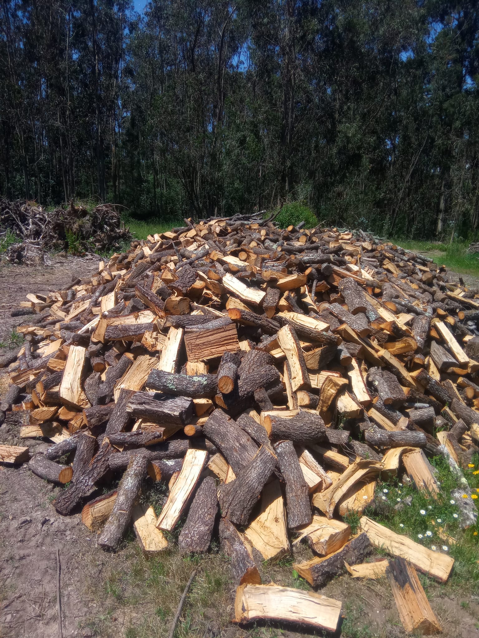 Lenha trabalhada mista de várias espécies, ideal para aquecimento, em Leiria.