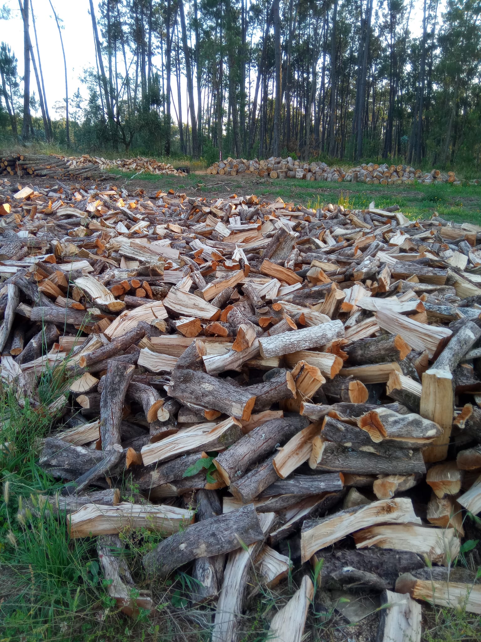 Lenha trabalhada de pinho seca para venda em Leiria, ideal para aquecimento doméstico.