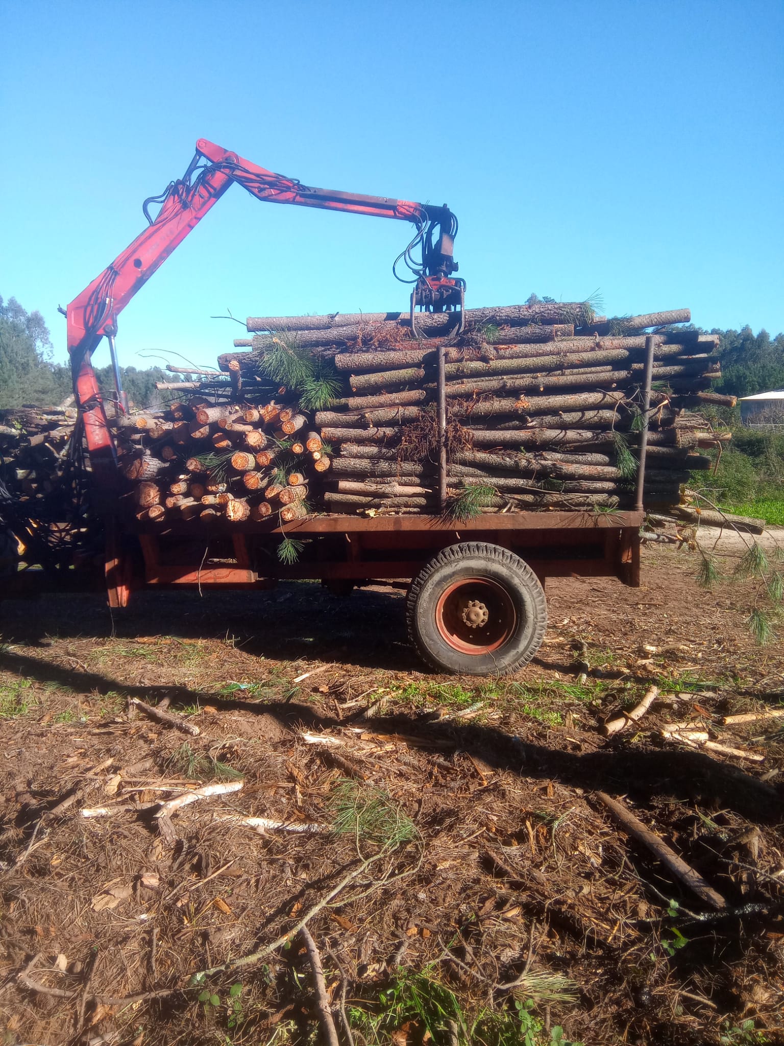Lenha em bruto cortadae carregada para venda na região de Leiria