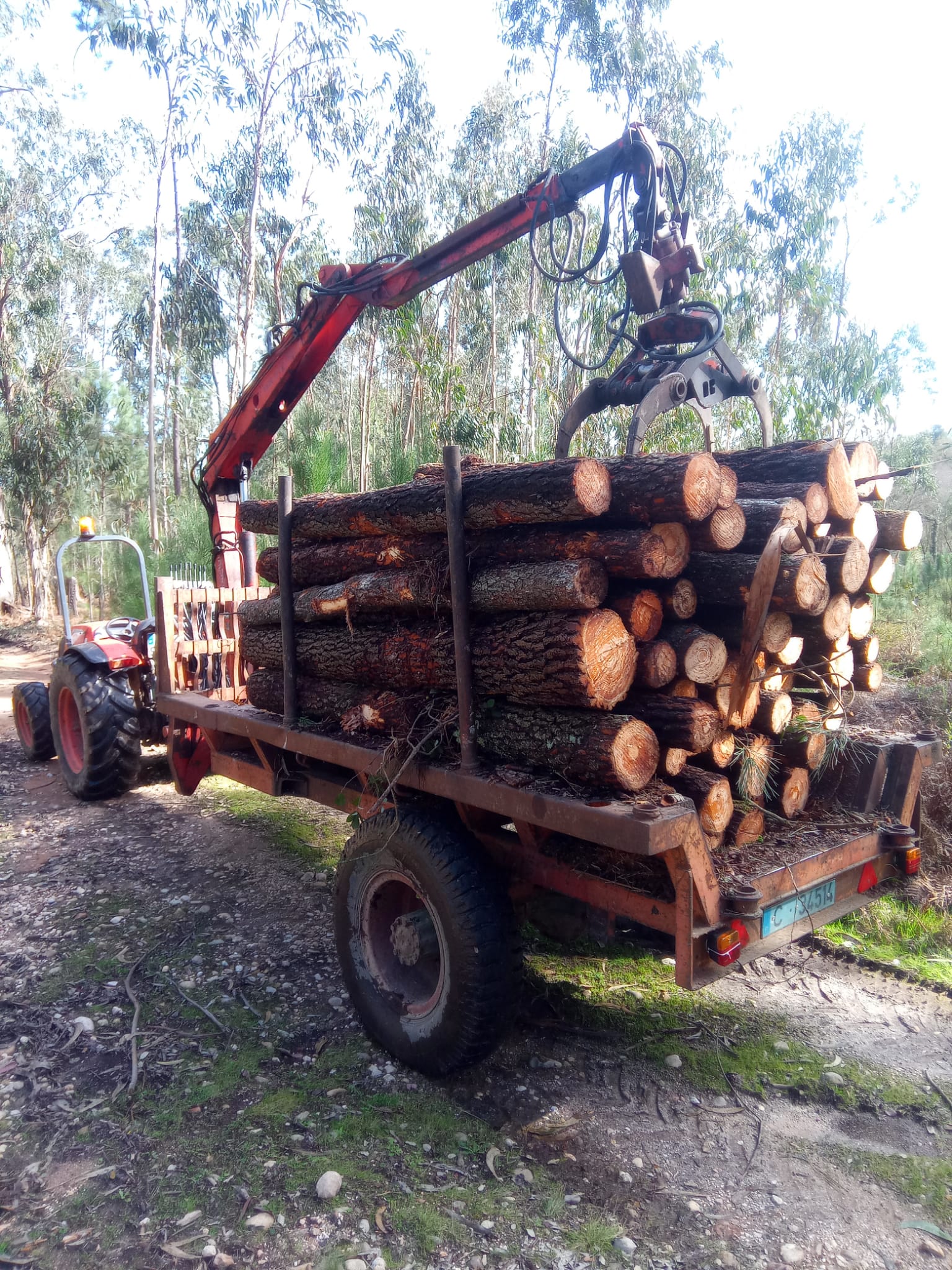 Camião a transportar lenha em bruto após corte florestal em Leiria