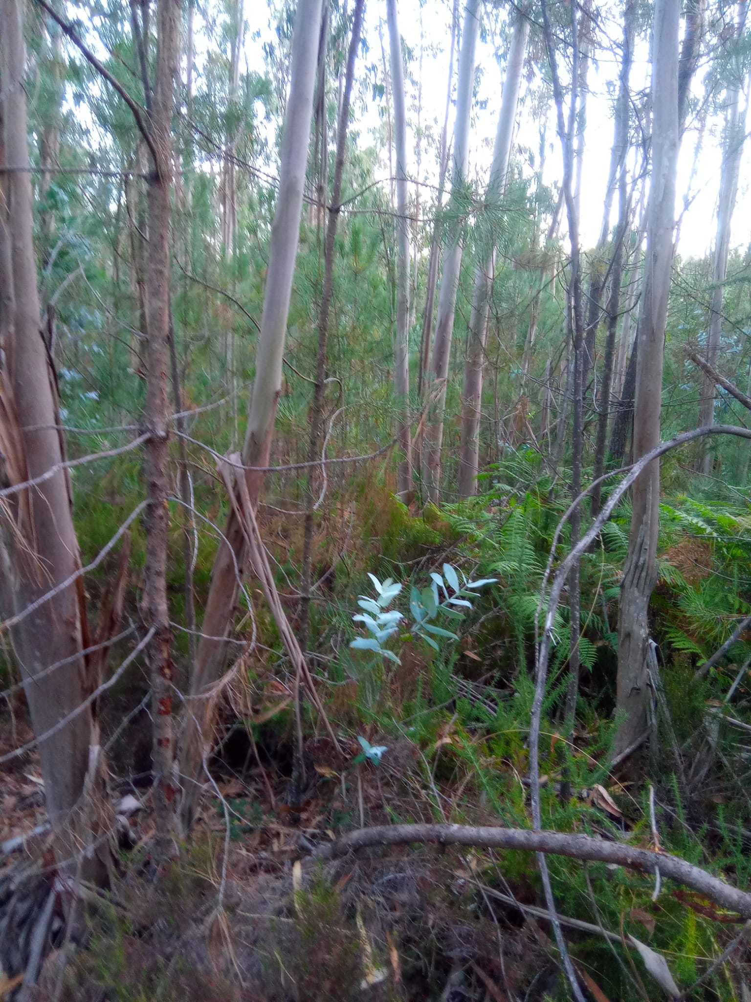 Serviço de limpeza de mata com remoção de eucaliptos em Leiria.