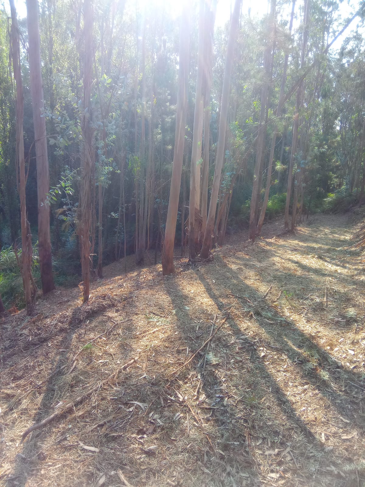 Área florestal limpa após serviço de limpeza de mata em Leiria.
