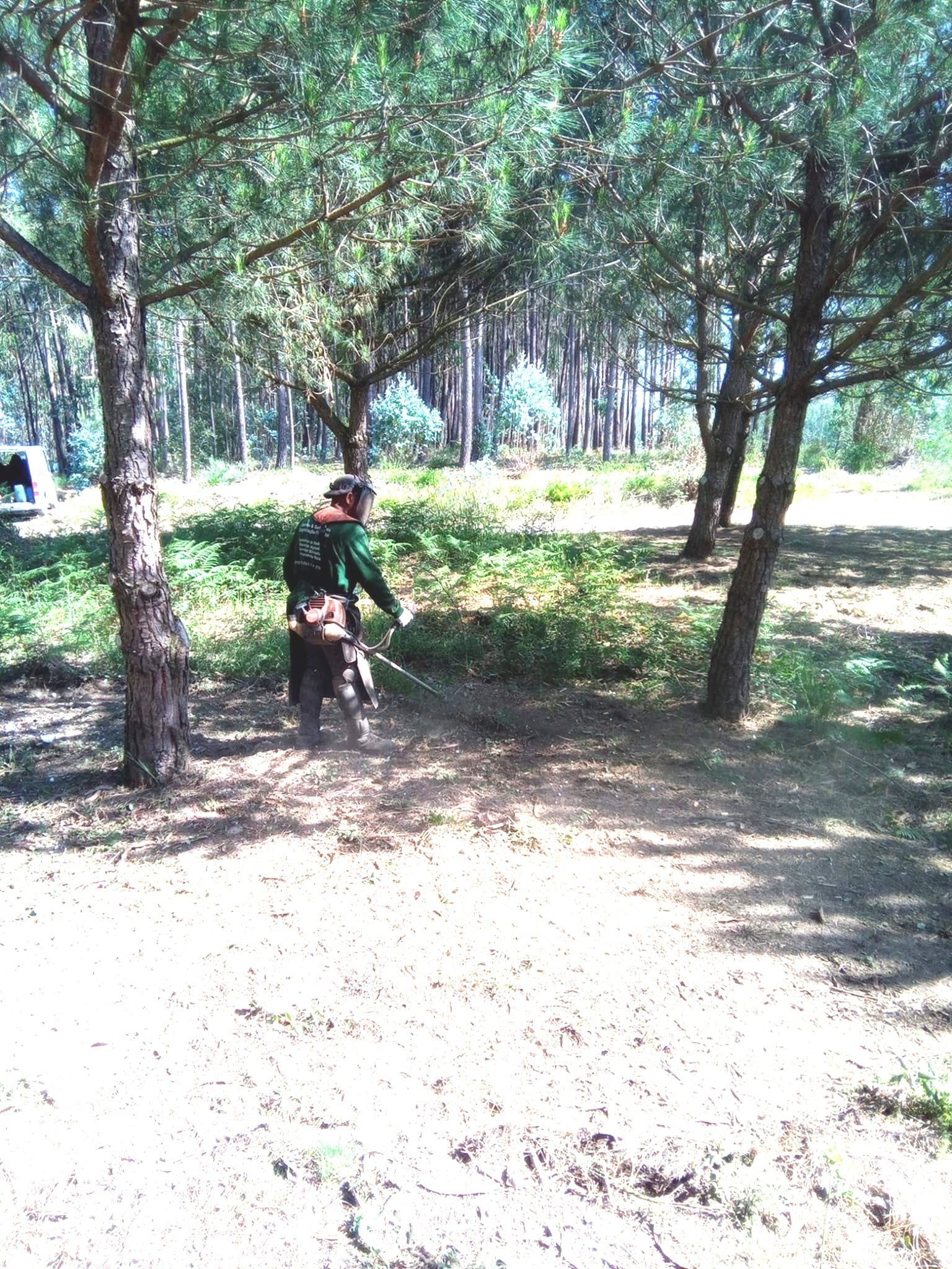 Serviço de limpeza de terreno florestal para prevenção de incêndios em Leiria