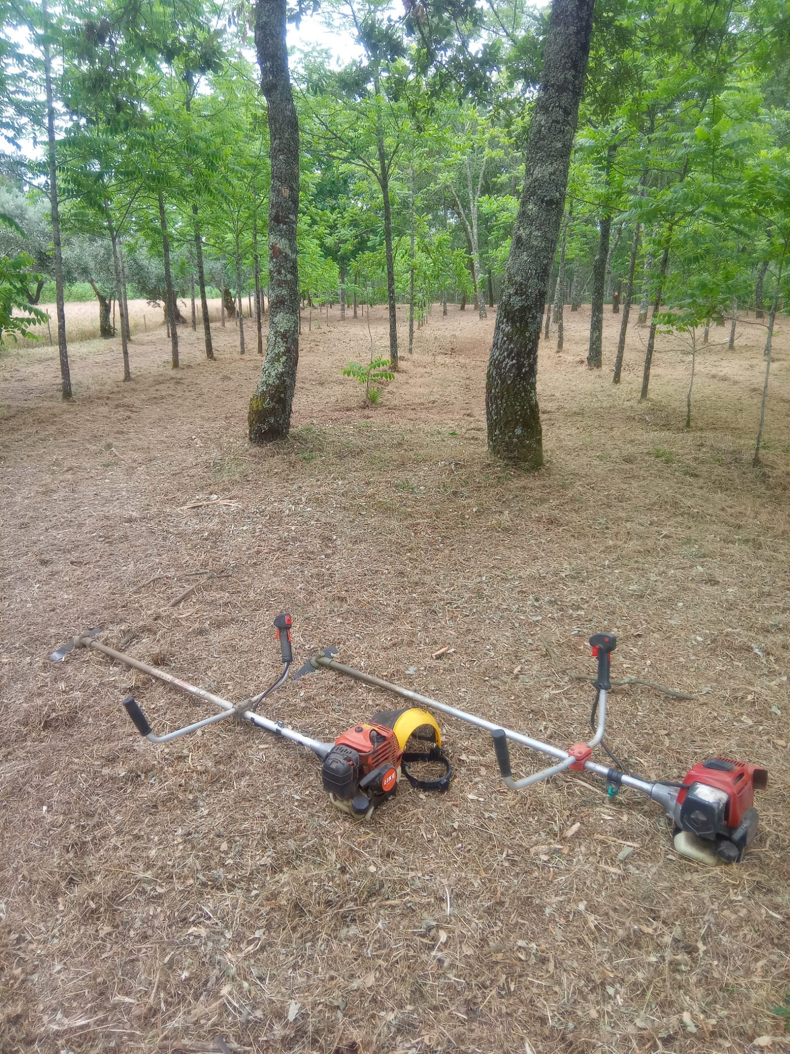 Trabalhos de limpeza de mata realizados em área florestal na região de Leiria