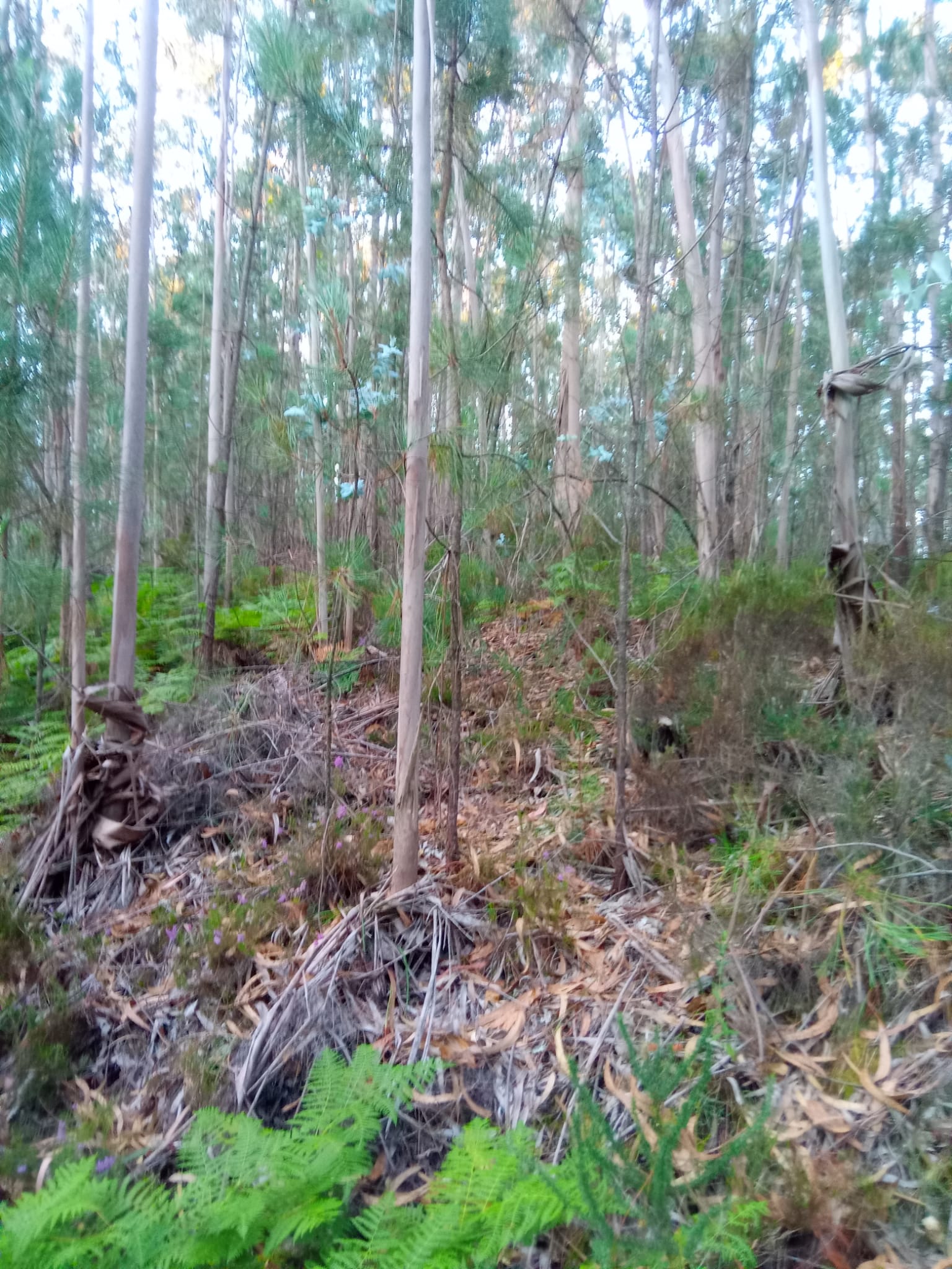 Limpeza de terreno florestal realizada na região de Leiria.