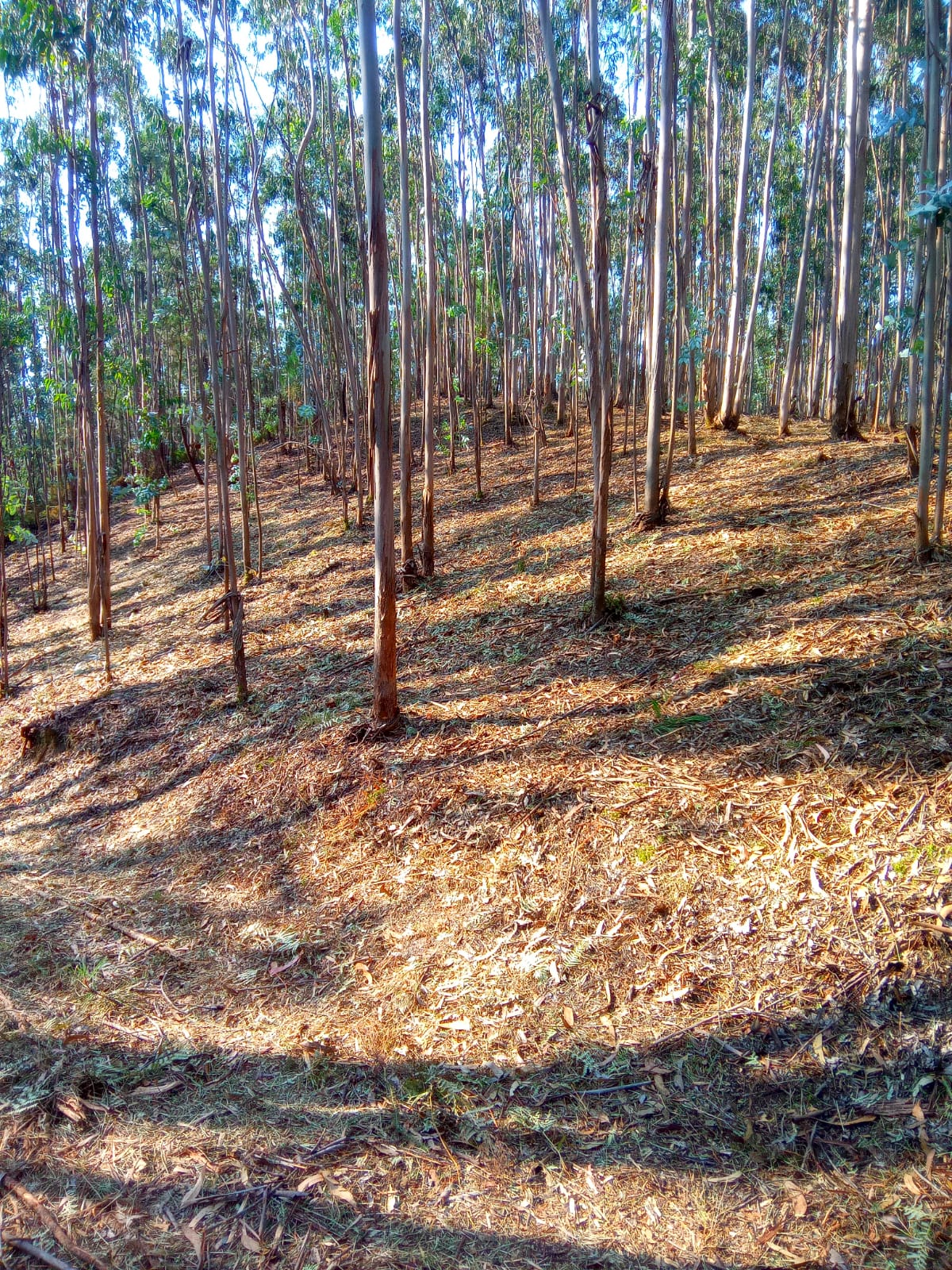 Limpeza profissional de matas para prevenção de incêndios em Leiria.