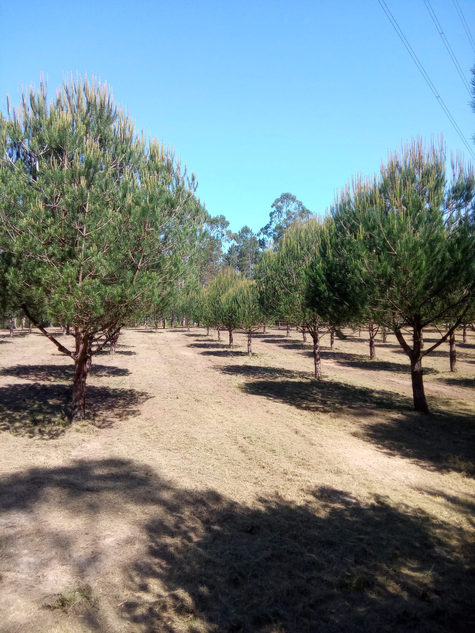 Serviço agrícola de limpeza e manutenção de terrenos em Leiria.