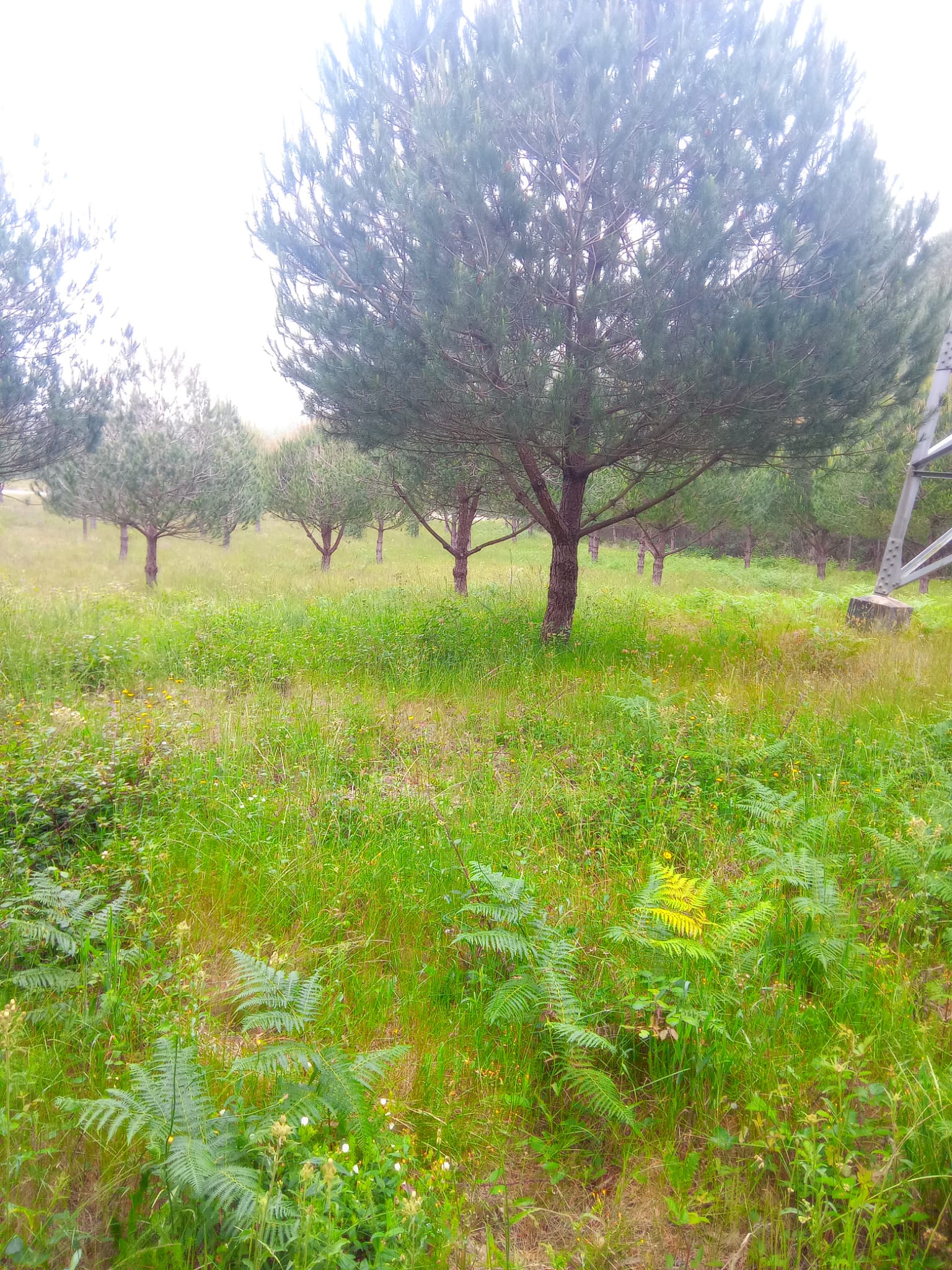 Preparação de terreno para cultivo, serviço agrícola realizado em Leiria.