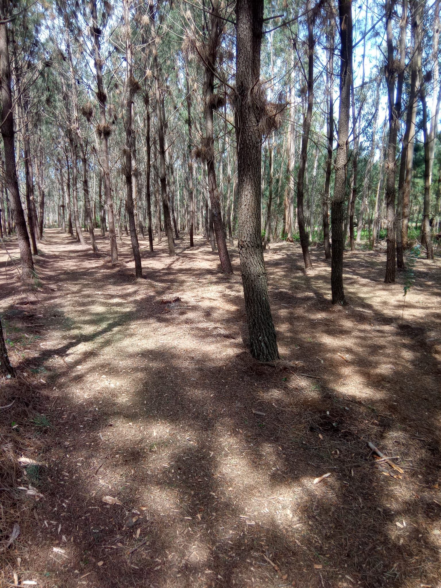 Serviços silvícolas de limpeza e gestão florestal em Leiria.