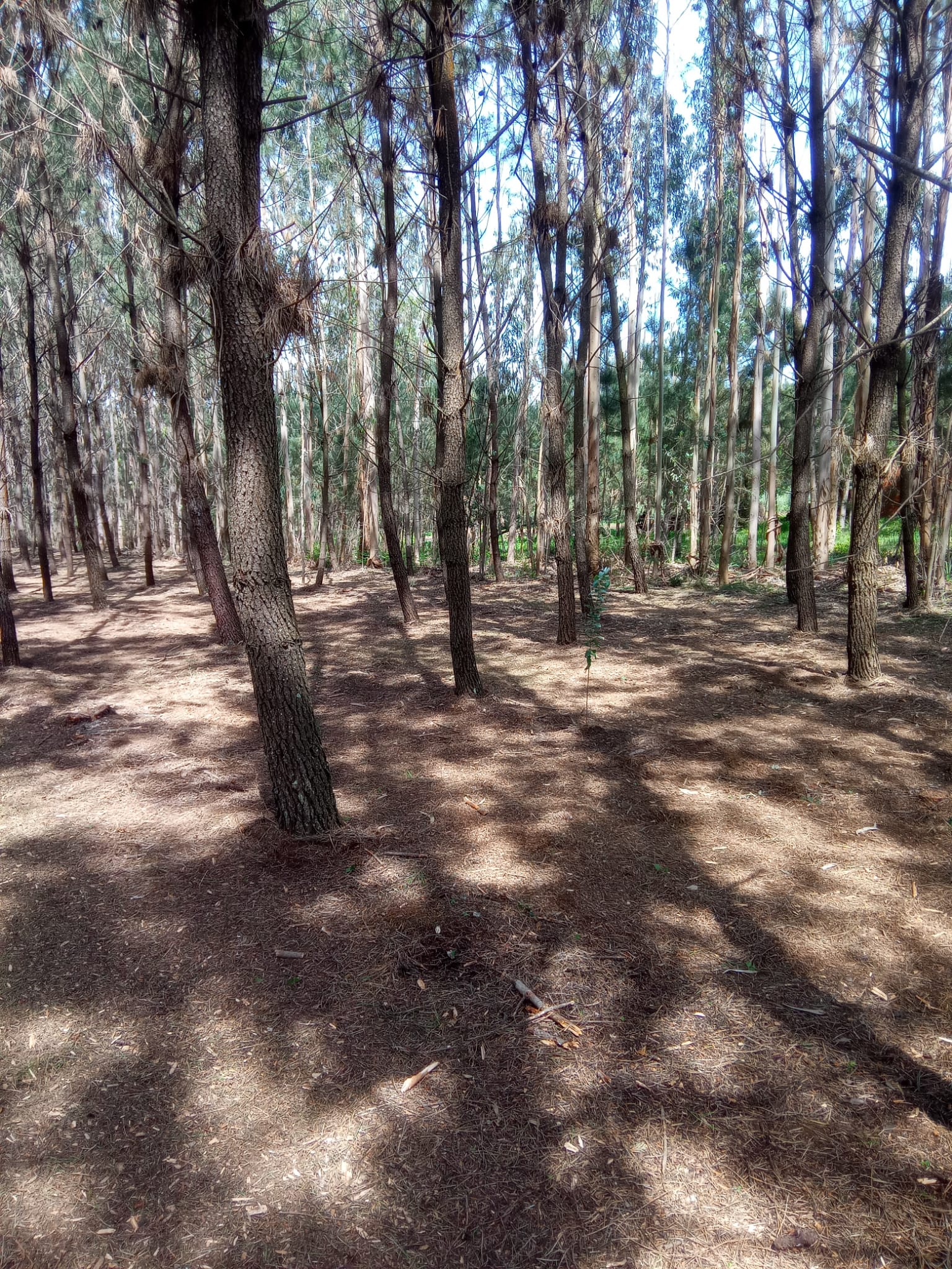Trabalhos silvícolas de corte de árvores na região de Leiria.