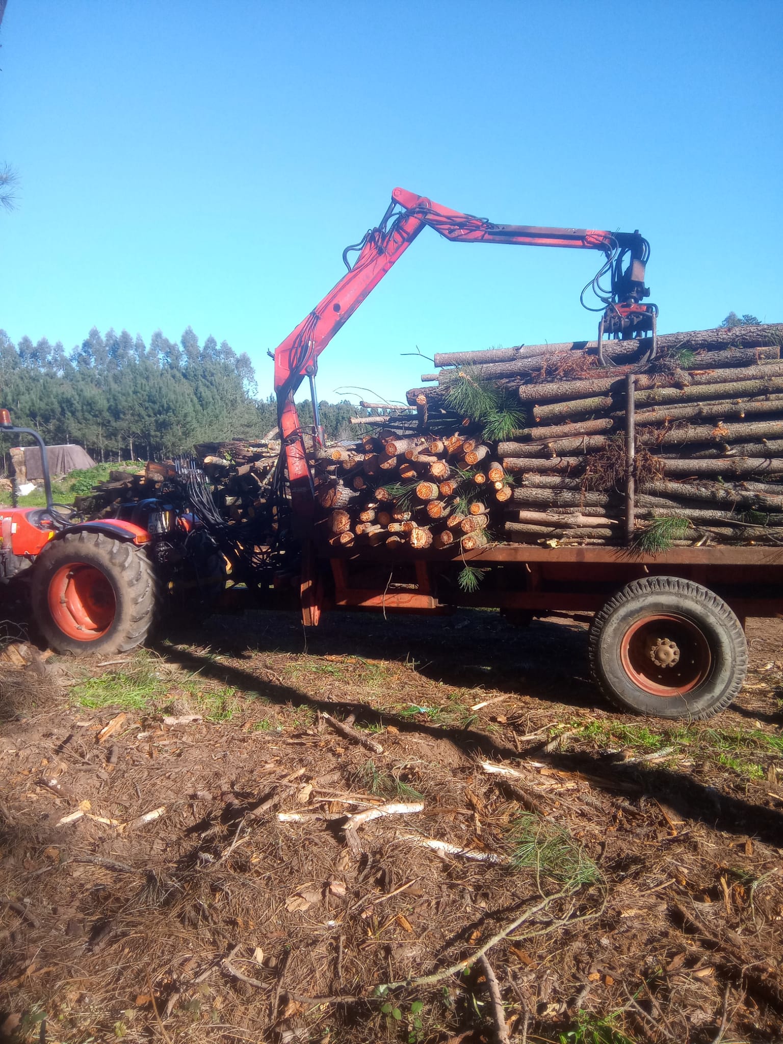 Transporte de madeira realizado em serviços silvícolas em Leiria.